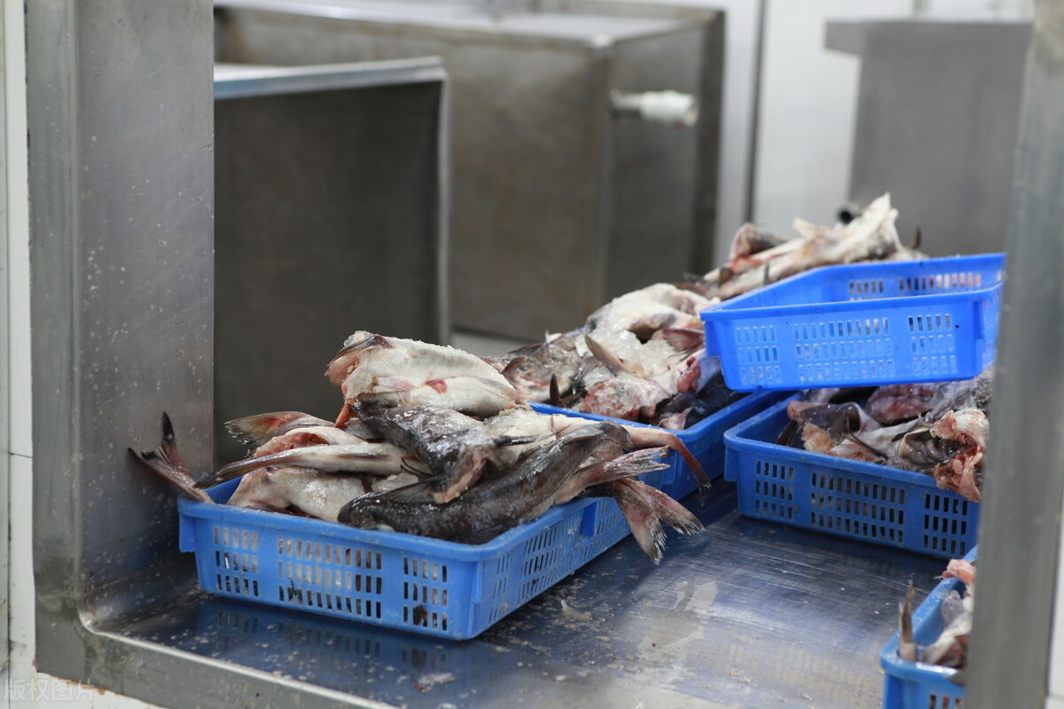 中国继续“限制”俄罗斯狭鳕鱼进口，或利好国产罗非鱼？