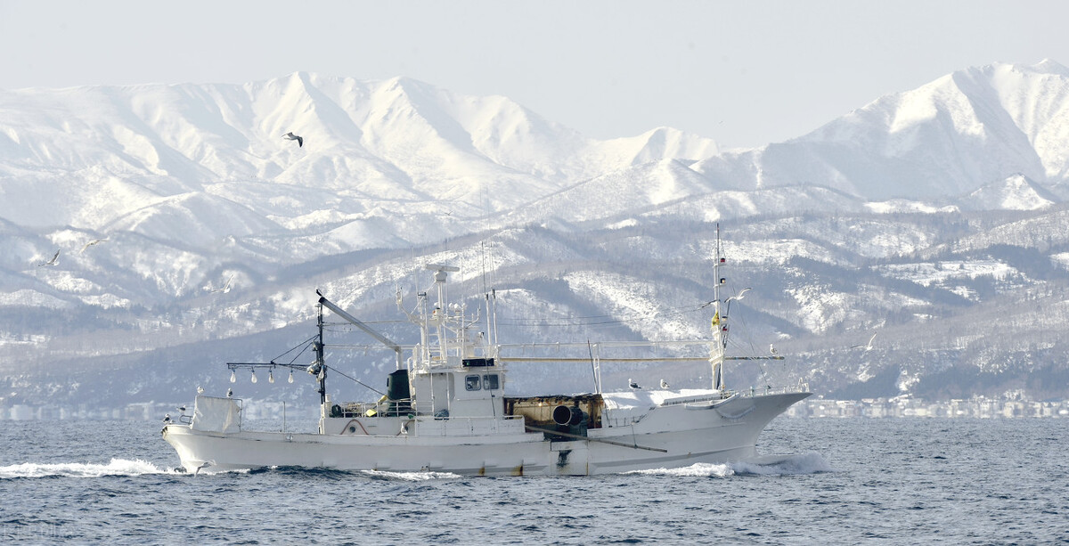 中国继续“限制”俄罗斯狭鳕鱼进口，或利好国产罗非鱼？